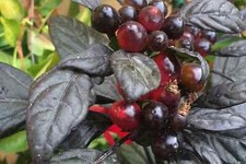 Semi peperoncino black usato  Trappeto