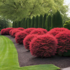 Dwarf burning bush for sale  Kennett Square
