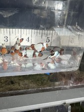 Pair bullethole snowflake for sale  Garden City