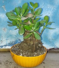 Bonsai jade crassula for sale  San Marcos