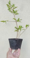 Ochna serrulata mickey for sale  Rosemead