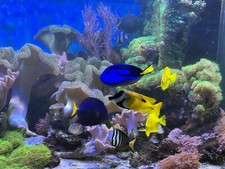 Meerwasseraquarium komplett ge gebraucht kaufen  Magdeburg