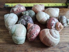 Breeding decorative shells for sale  LONDON