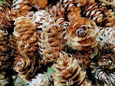 Douglas fir pine for sale Douglas fir pine for sale  BEAWORTHY