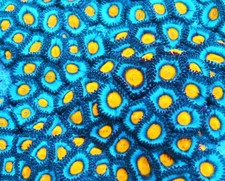 Aoi zoa frag for sale  Thousand Oaks