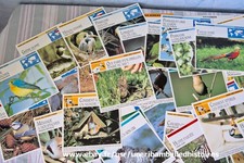 Lot fiches cartes d'occasion  Beuzeville