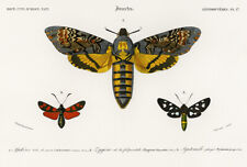 acherontia atropos for sale  USA
