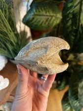 Magnifique coquillage fossile d'occasion  Lyon II