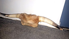 Mounted highland cow for sale  LEIGH-ON-SEA