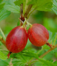Ribes grossularia uva usato  Napoli