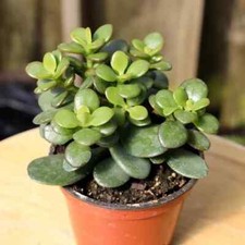 Crassula ovata green for sale  Modesto