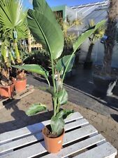 Strelitzia nicolai 140 gebraucht kaufen  Nordkirchen