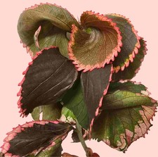 Fire dragon copperleaf for sale  Bowling Green