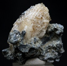 Calcite fossil clam for sale  Tucson