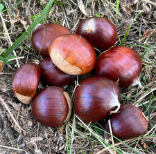 Prevendita castagne igp usato  Bagnoli Irpino