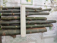 Weide stecklinge baum gebraucht kaufen  Oppenheim