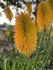 Kniphofia happy halloween for sale  MARCH