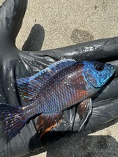 Blue dragon blood for sale  Riverside