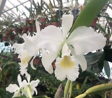 Cattleya schroederae alba for sale  USA