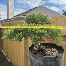 Usado, Árbol bonsái de enebro vivo segunda mano  Embacar hacia Argentina