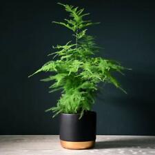 Asparagus fern house for sale  IPSWICH