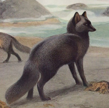Silver foxes fox for sale  Brooklyn