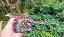Aloe kedongensis rare for sale  DARLINGTON