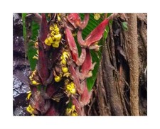 10x heliconia fragilis gebraucht kaufen  Pfullingen