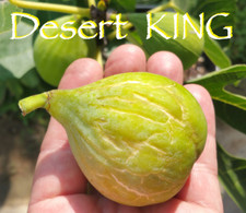 Desert king young for sale  Glendale