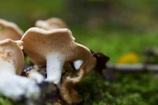 Mycélium pied mouton d'occasion  Clermont-Ferrand-