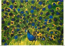 Animaux oiseaux paon d'occasion  Fruges