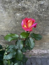 Mixed colour rose for sale  LONDON