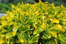 Seeds euonymus fortunei for sale  Parsippany