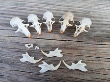 Rat skulls creft for sale  HULL
