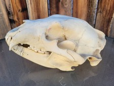 Large replica bruin for sale  Baker City