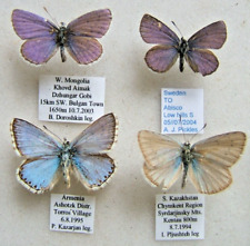 Lycaenidae four blues for sale  UK