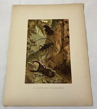 1885 lithograph stag for sale  Wilmington