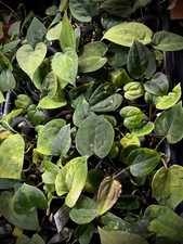 Anthurium papillilaminum blue for sale  Benicia