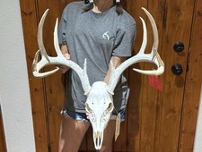 Nice whitetail deer for sale  Harper