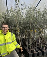Olive trees 6ft for sale  KING'S LYNN