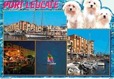 Animals dogs maltese d'occasion  Expédié en Belgium
