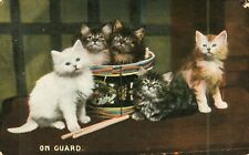 Kittens cats guard for sale  Celina