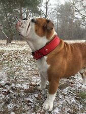 Hundehalsband leder breit gebraucht kaufen  Heroldsberg