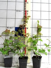 Viburnum plicatum pink gebraucht kaufen  Bad Bergzabern