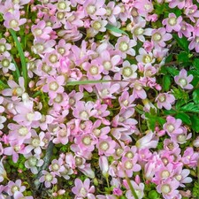 Anagallis tenella pond for sale  GLASGOW