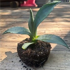 Blue agave succulent for sale  Pearisburg