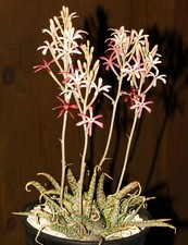 Manfreda longiflora texas for sale  Los Angeles