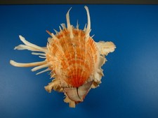 spondylus for sale spondylus for sale Kapolei