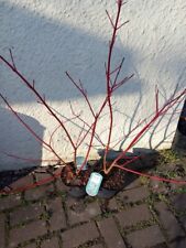 Variegated dogwood cornus for sale Variegated dogwood cornus for sale  WEST MALLING
