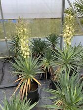 Hardy outdoor yucca for sale  HONITON